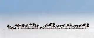 Kleine afbeelding van Noch 36721